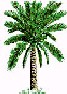 Palm Tree